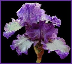  iris de concours...