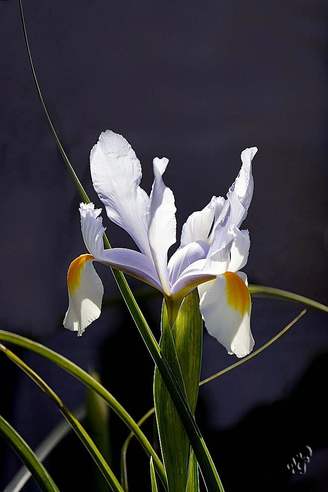 Iris de Hollande (2)