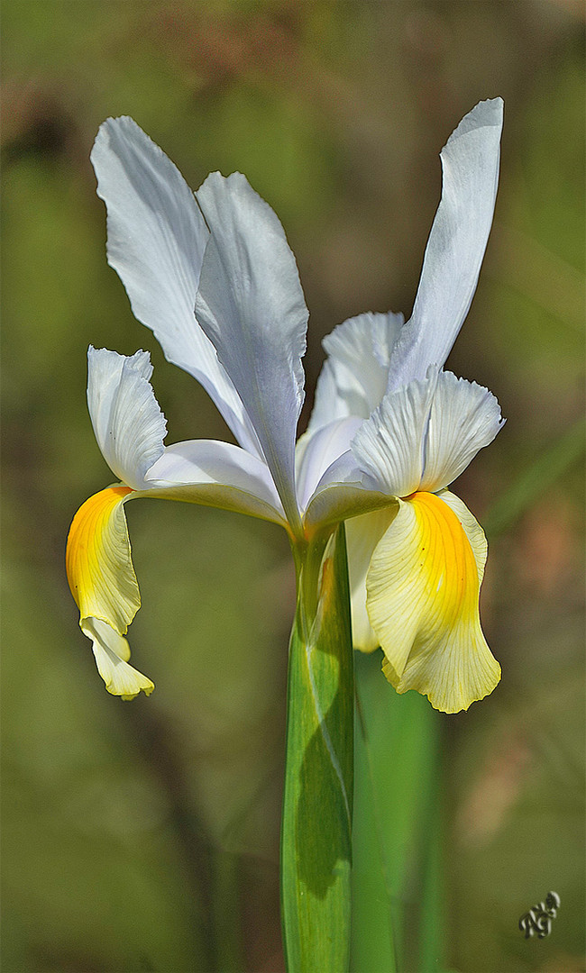 Iris de Hollande