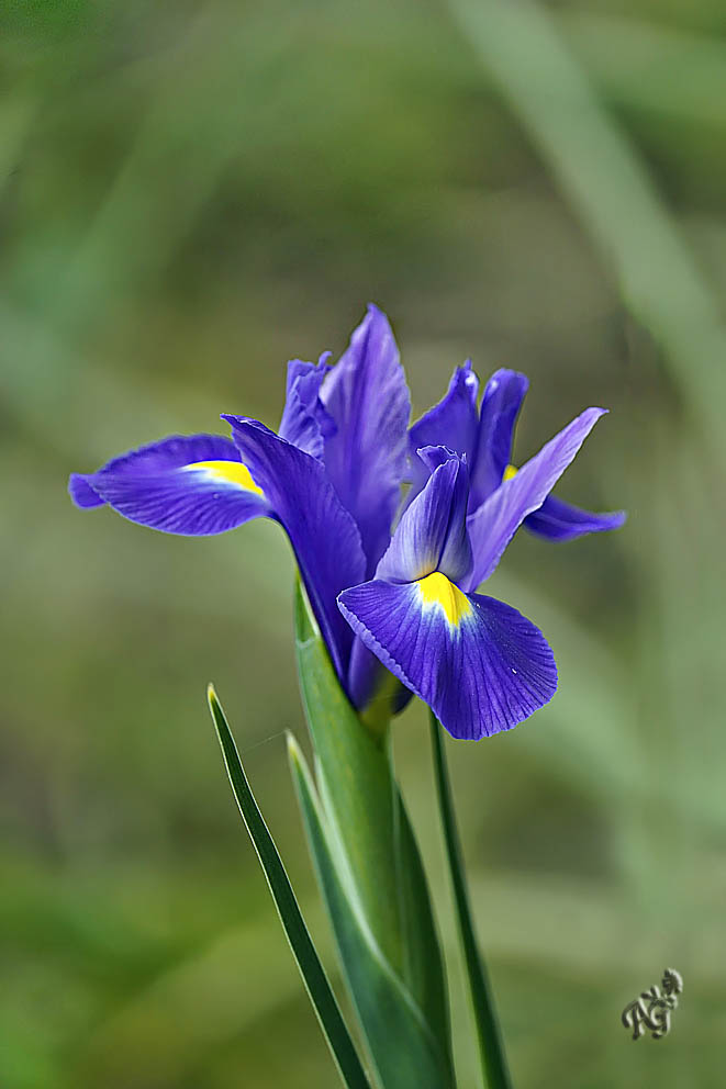 Iris de Hollande