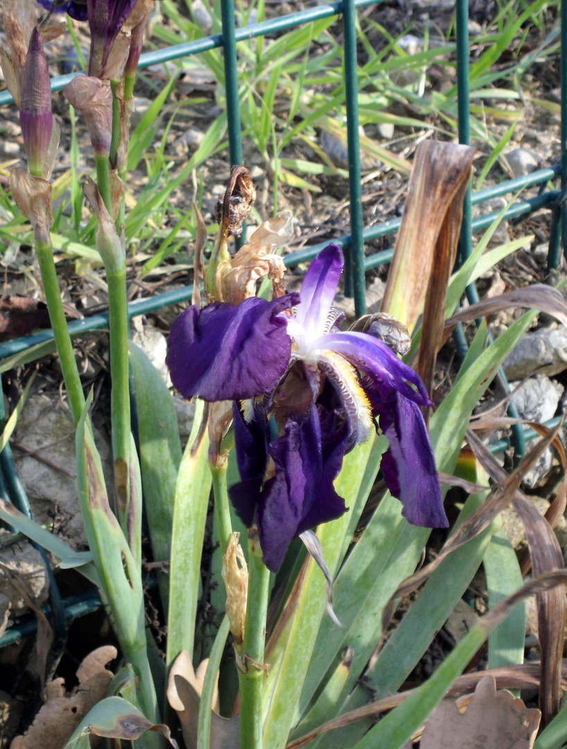 Iris de janvier !!!!