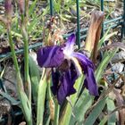 Iris de janvier !!!!