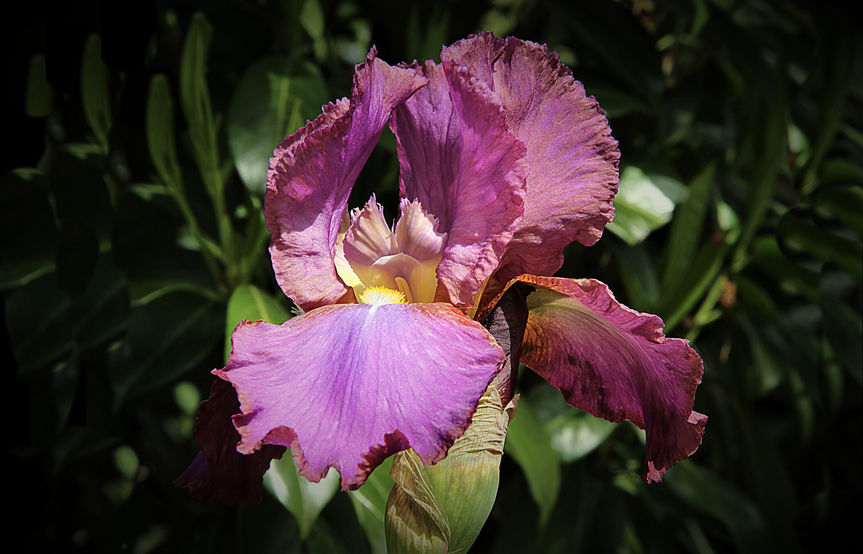 Iris de mon jardin