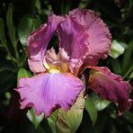 Iris de mon jardin