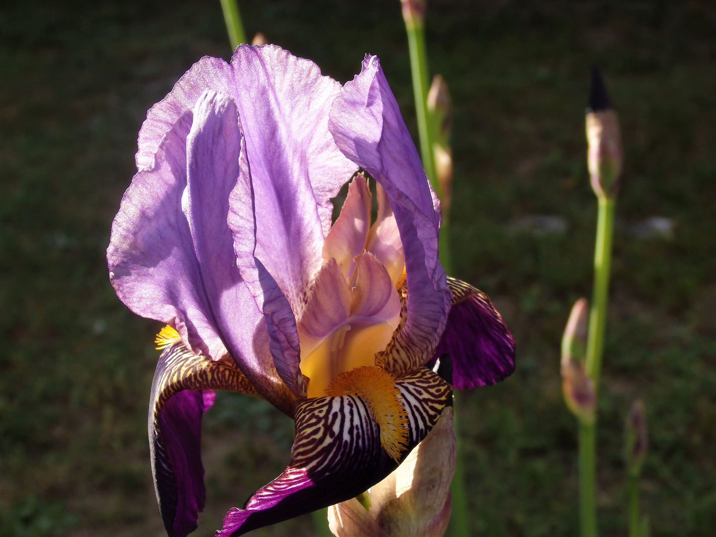 iris de mon jardin