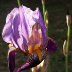 iris de mon jardin