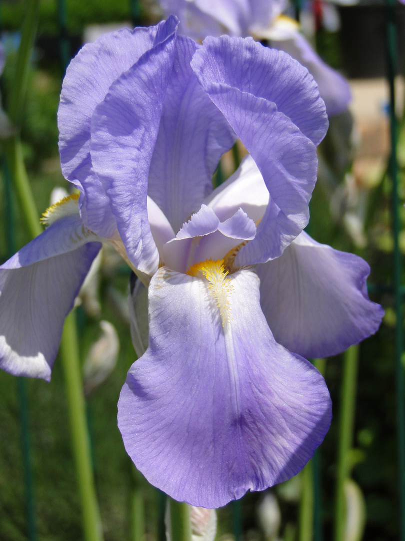 Iris de mon jardin