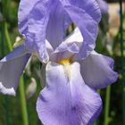 Iris de mon jardin