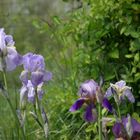 IRIS DE MON VERGER