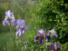 IRIS DE MON VERGER