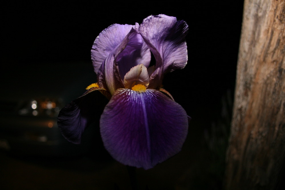 iris de nuit