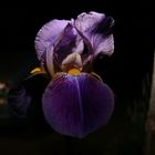 iris de nuit