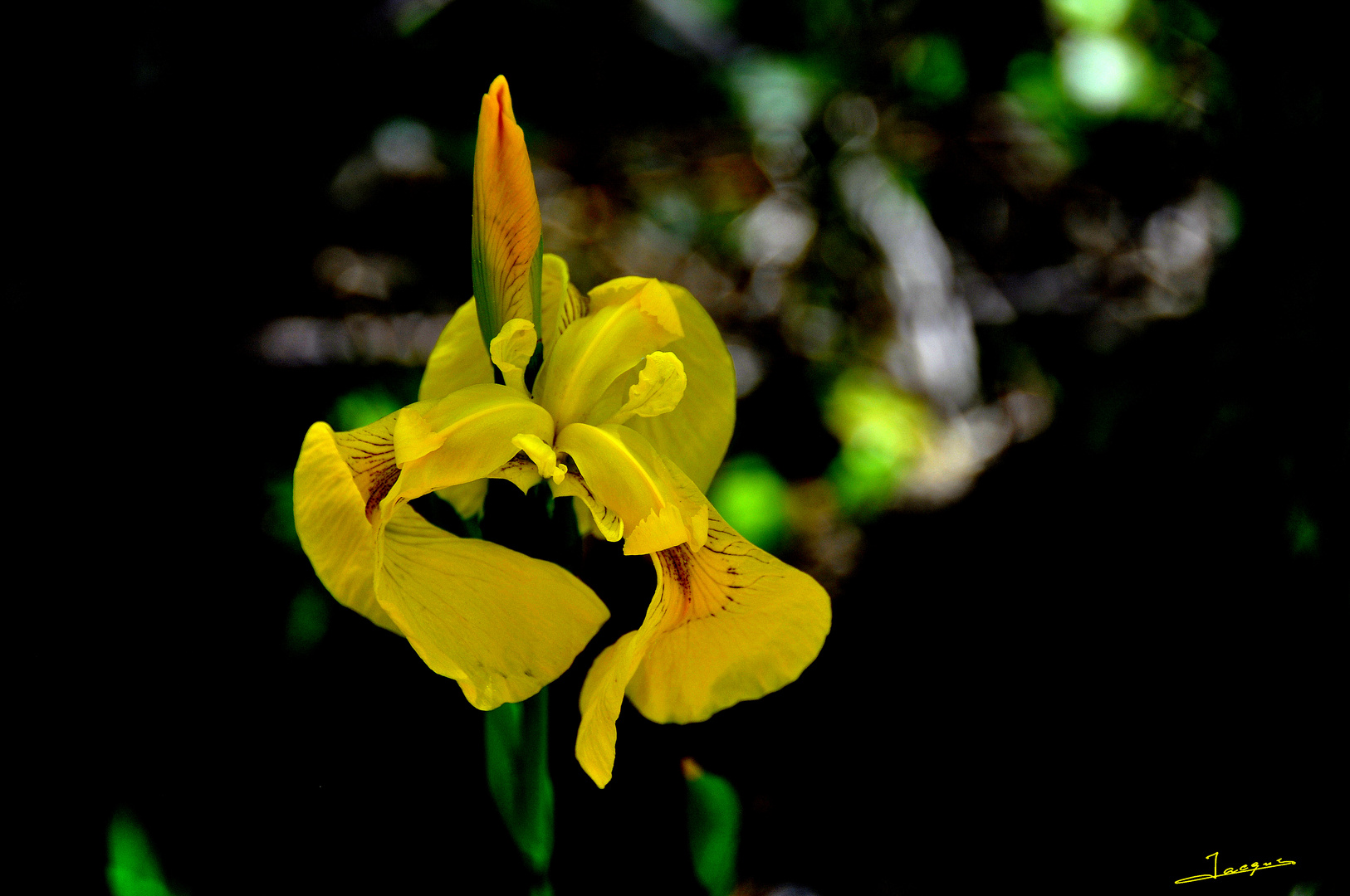 iris d'eau, iris d'or....