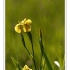 Iris des marais (1)