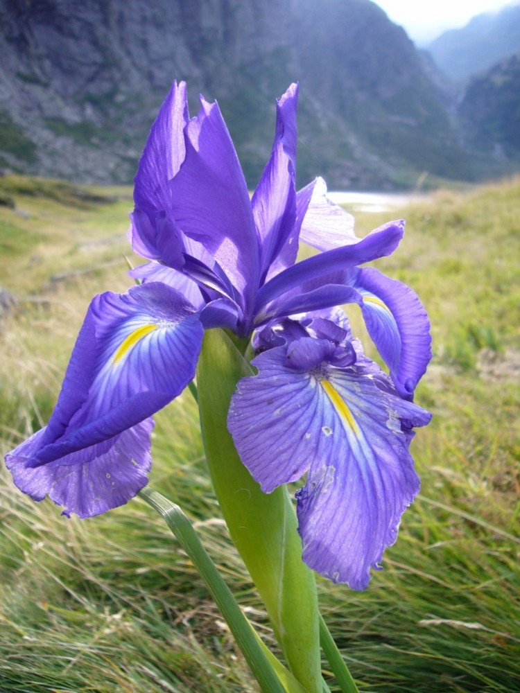 Iris des montagnes