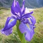 Iris des montagnes
