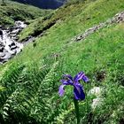 Iris des montagnes