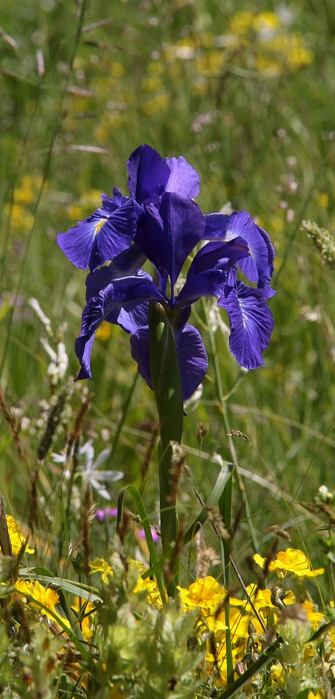 Iris des Pyrénées