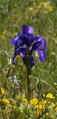 Iris des Pyrénées