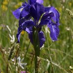 Iris des Pyrénées