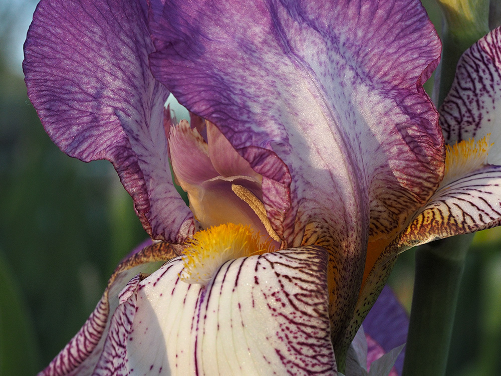 Iris, Detail...