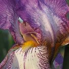 Iris, Detail...