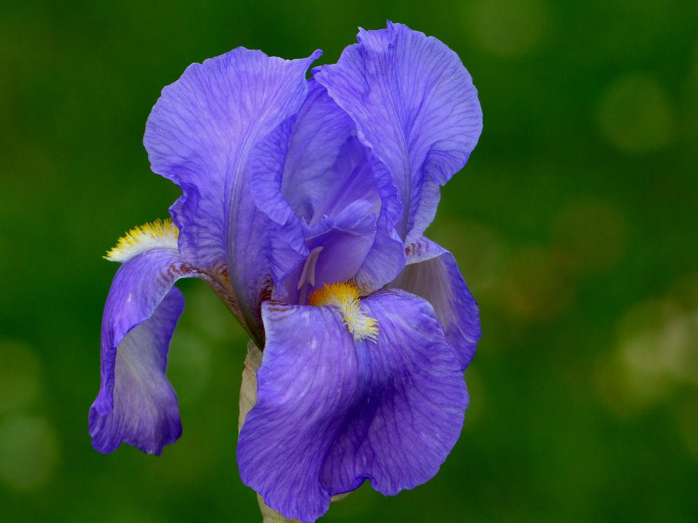 Iris die blaue Foto & Bild natur, pflanzen, iris Bilder auf