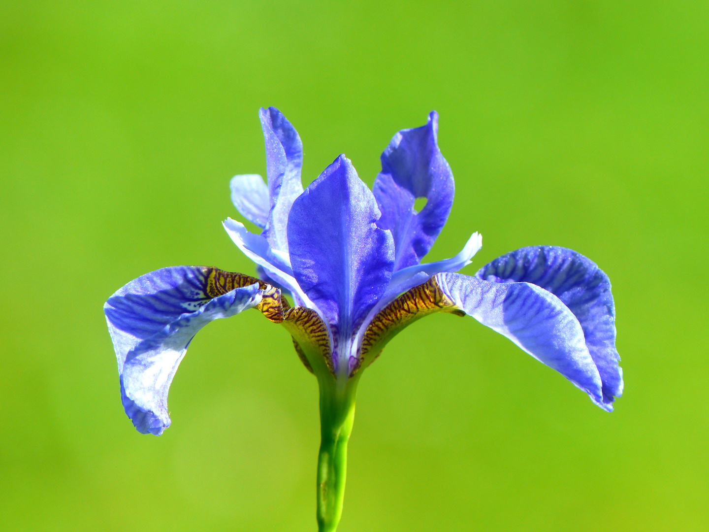 Iris die blaue Foto & Bild pflanzen, pilze & flechten, blüten