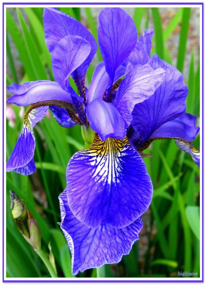 Iris, die Blüte