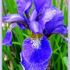 Iris, die Blüte