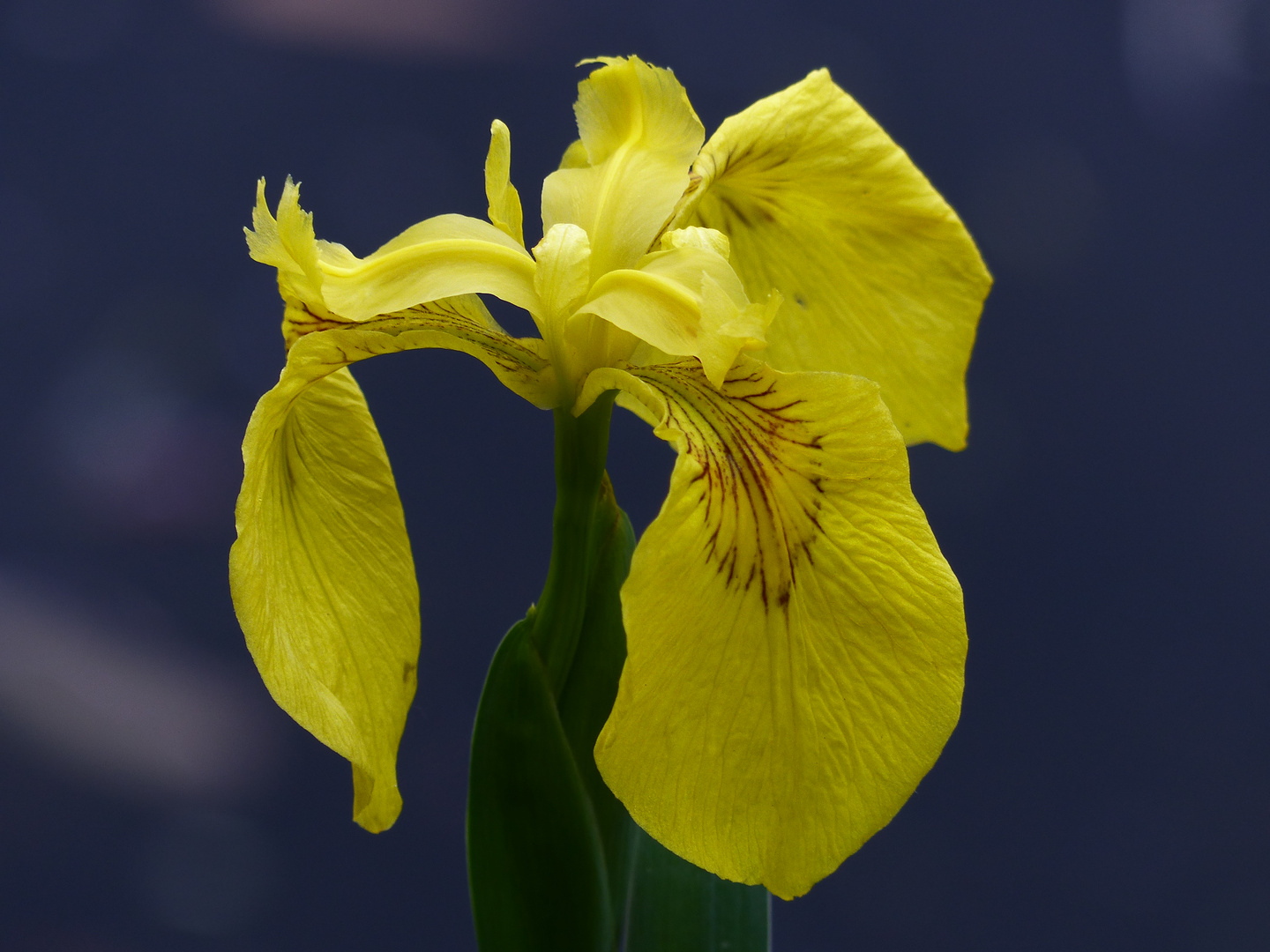  Iris die gelbe Foto & Bild pflanzen, pilze & flechten, blüten
