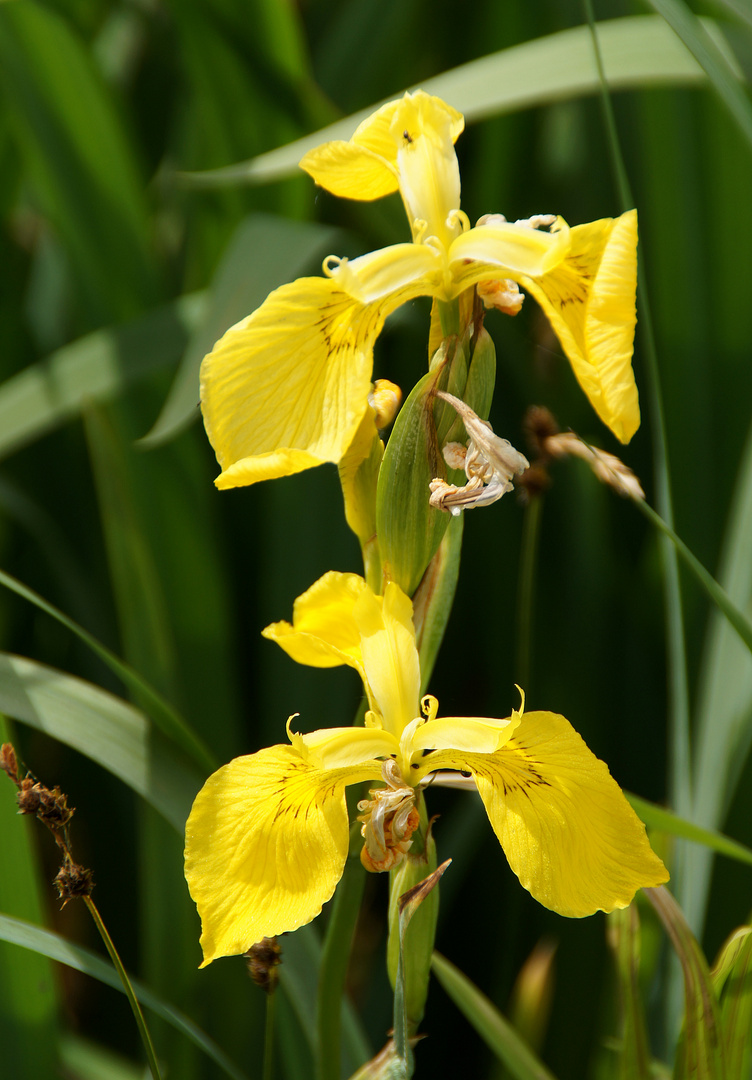 Iris, die Göttin