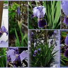 Iris die Schöne