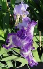Iris - die Schöne