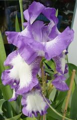 Iris - die schöne Schwertlilie