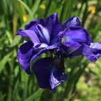 Iris, die schwungvolle Schwertlilie