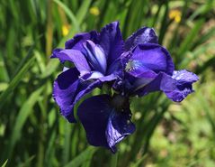 Iris, die schwungvolle Schwertlilie