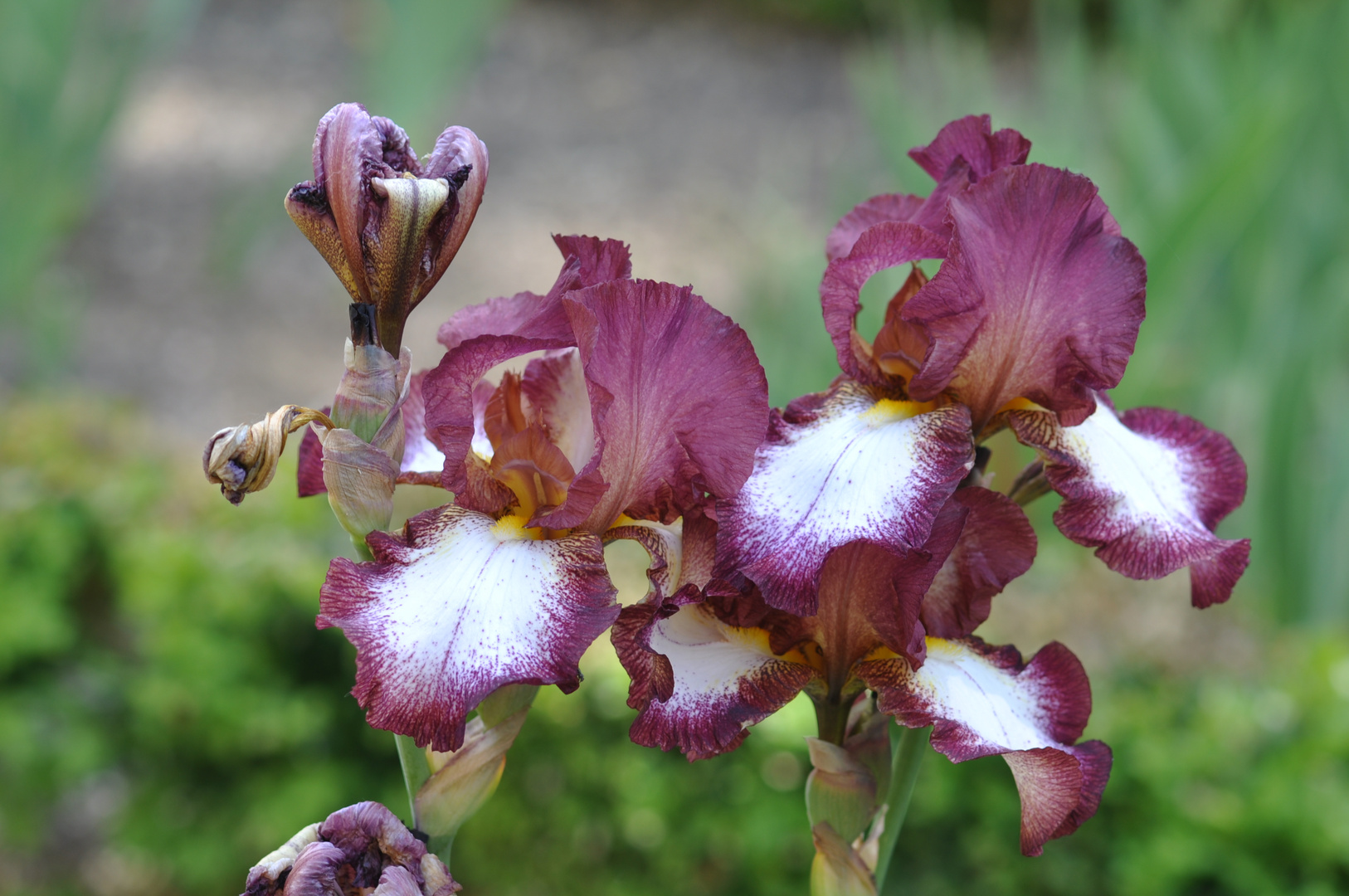 Iris dilaté par la lumiére