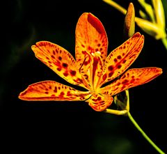 Iris Domestica 