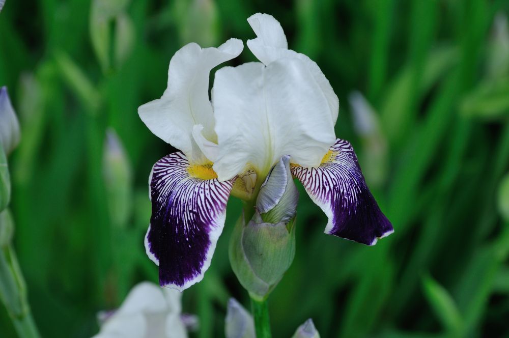 Iris DSC_8405