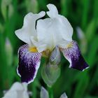 Iris DSC_8405