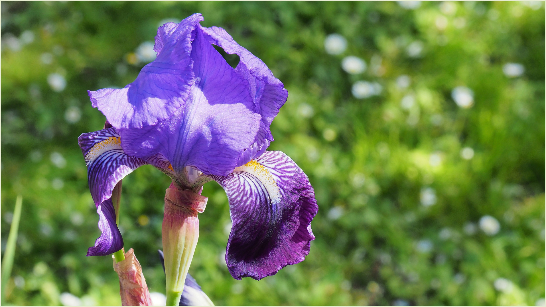 Iris du jardin