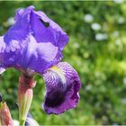 Iris du jardin