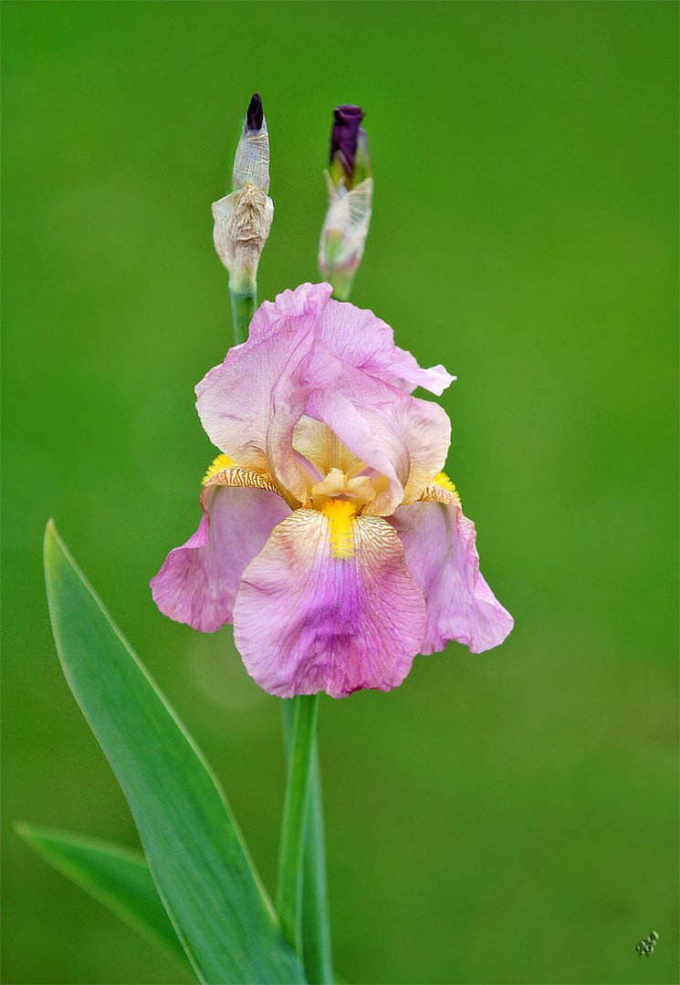 Iris du jour ...