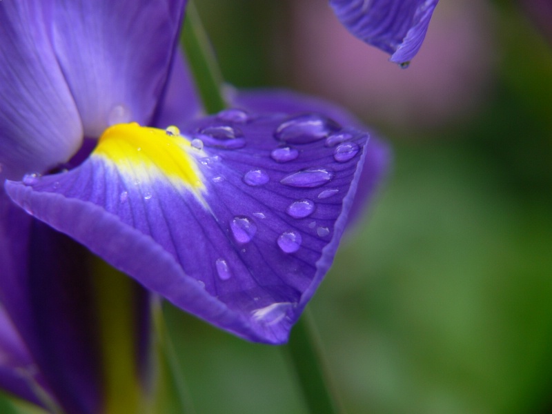 Iris - Duett in blau und gelb - Teil II