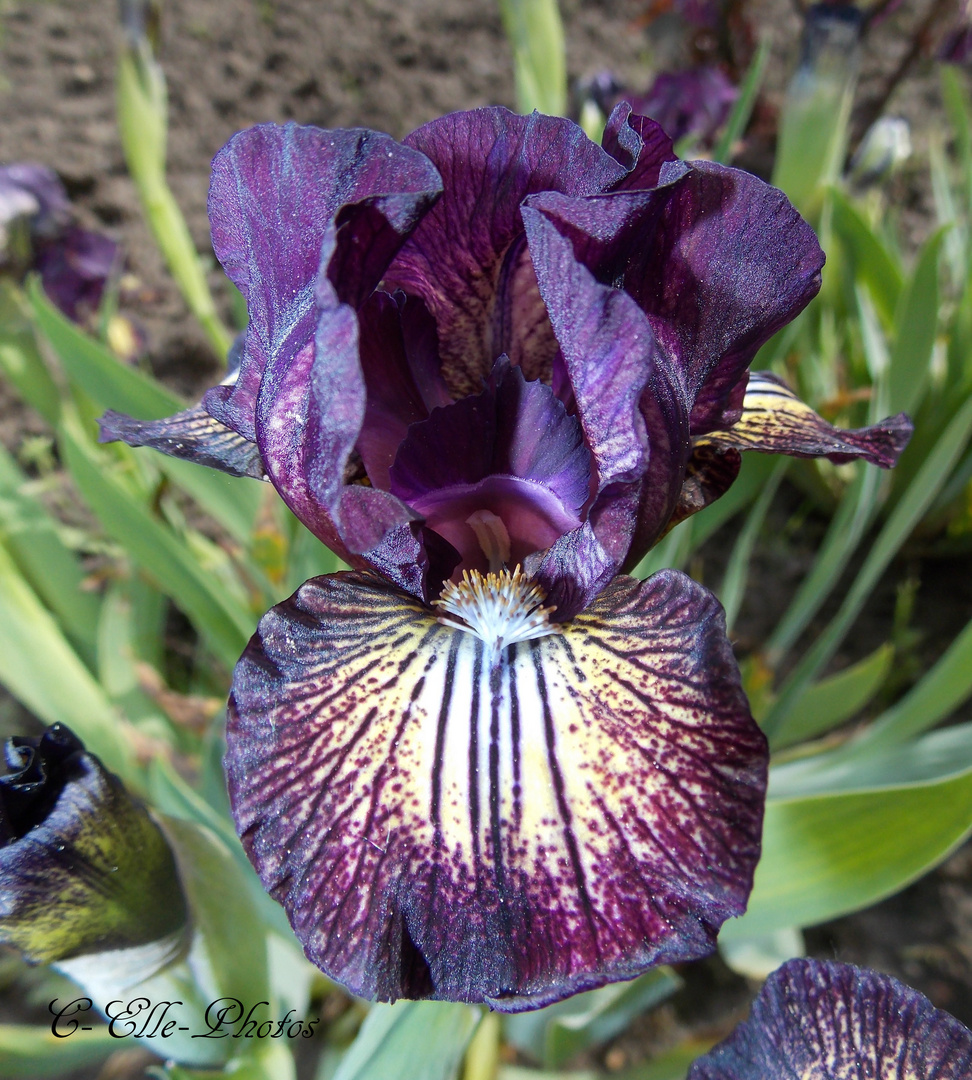 Iris