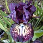 Iris