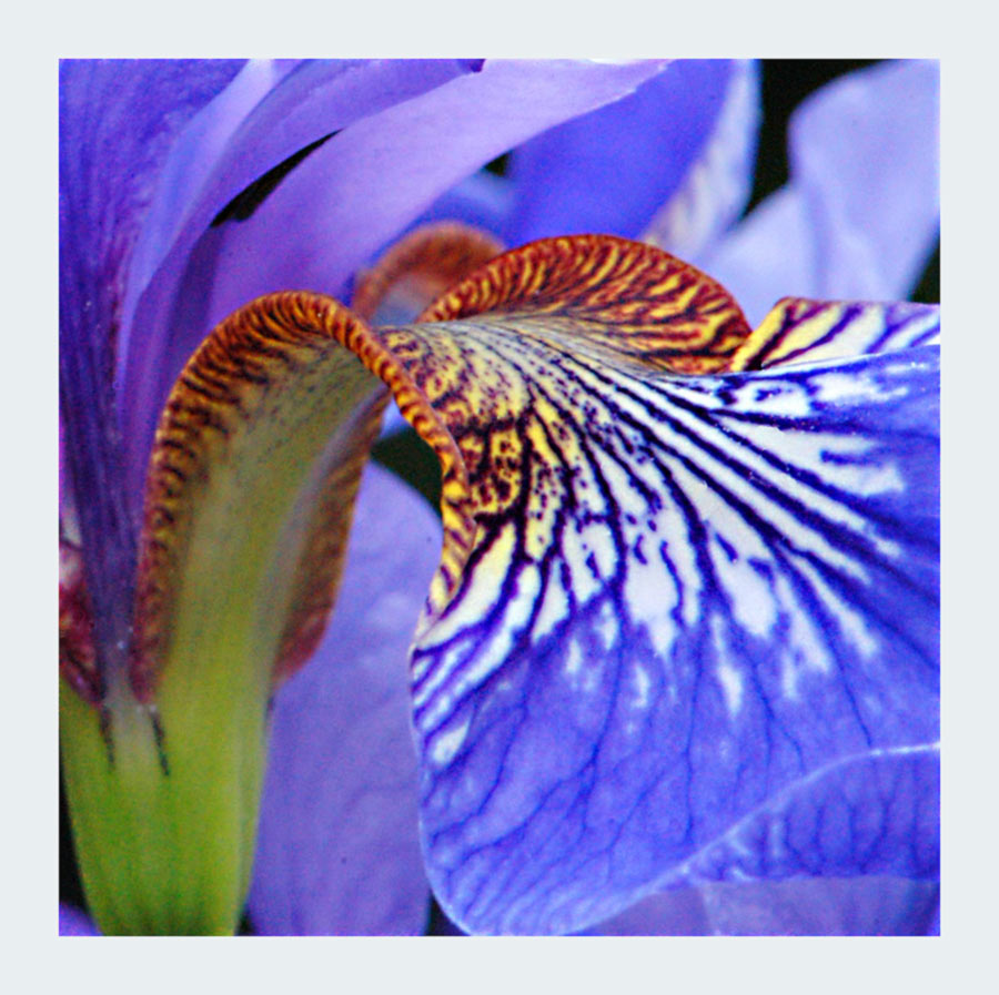Iris Foto & Bild pflanzen, pilze & flechten, blüten & kleinpflanzen