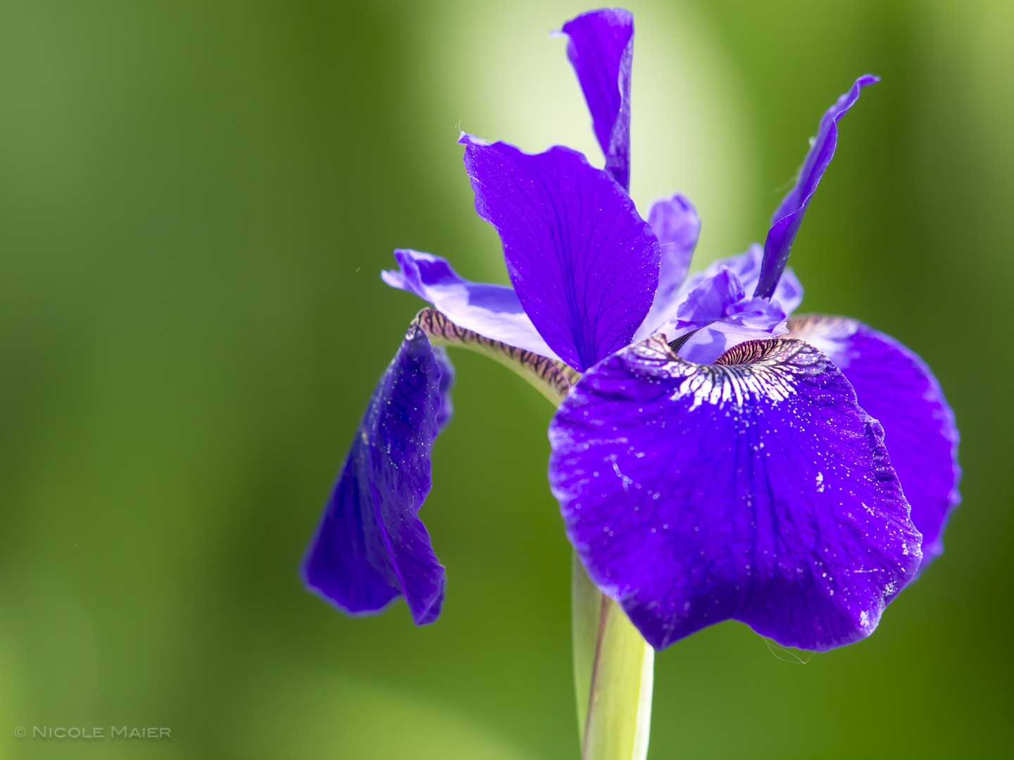 Iris