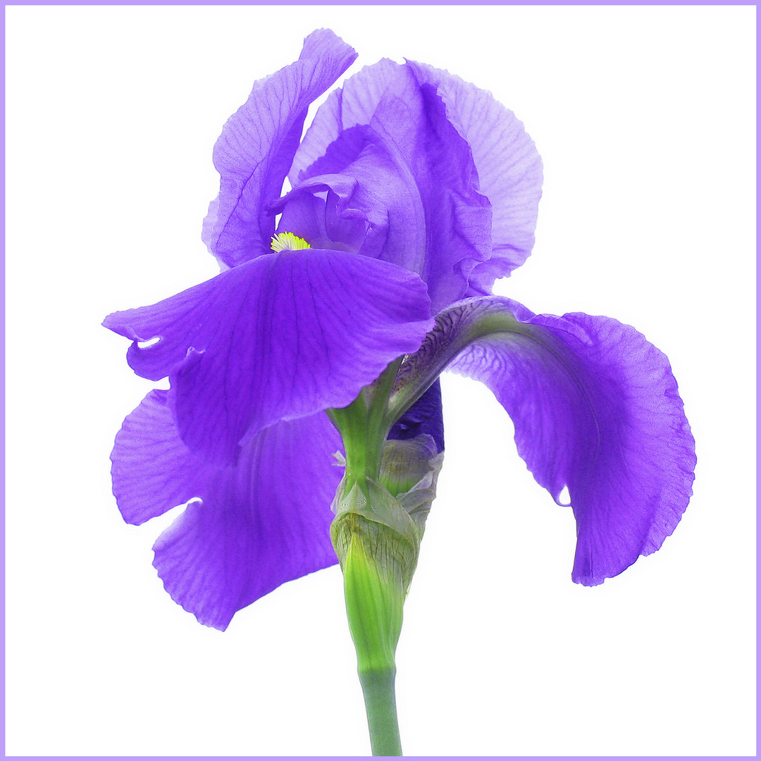 Iris